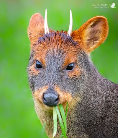 pudu